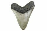 Fossil Megalodon Tooth - North Carolina #379224-2